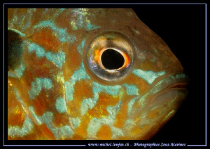 The profil of a Pumpkinseed, common sunfish :O)........ by Michel Lonfat 